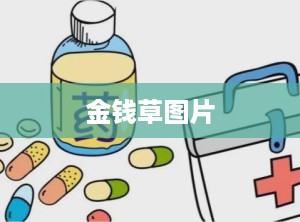 金钱草图片