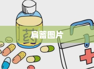 扁蓄图片