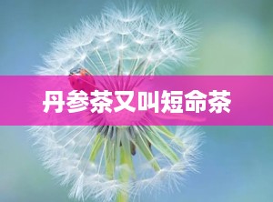丹参茶又叫短命茶