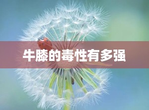 牛膝的毒性有多强