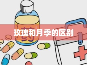 玫瑰和月季的区别