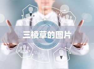 三棱草的图片
