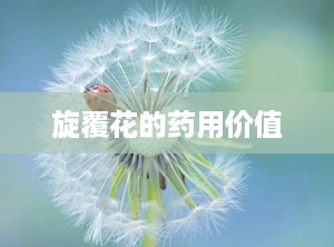 旋覆花的药用价值