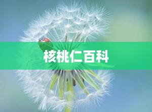 核桃仁百科