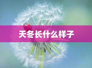 天冬长什么样子