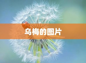 乌梅的图片