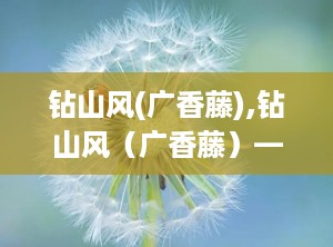 钻山风(广香藤),钻山风（广香藤）——天然草药的神奇功效与使用指南