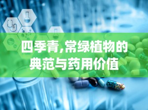 四季青,常绿植物的典范与药用价值
