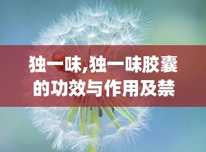 独一味,独一味胶囊的功效与作用及禁忌