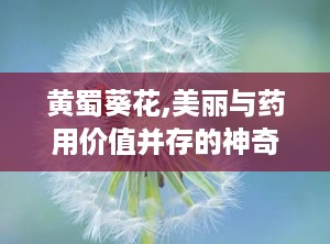 黄蜀葵花,美丽与药用价值并存的神奇植物