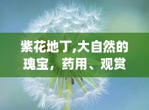 紫花地丁,大自然的瑰宝，药用、观赏两相宜