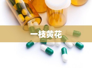 一枝黄花