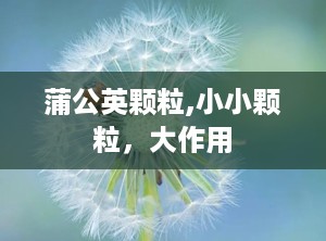 蒲公英颗粒,小小颗粒，大作用
