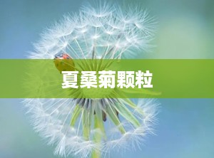夏桑菊颗粒