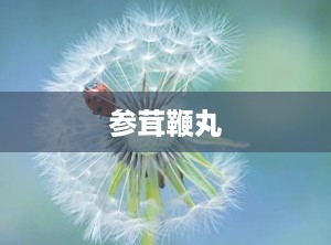 参茸鞭丸