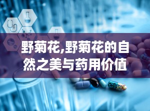野菊花,野菊花的自然之美与药用价值
