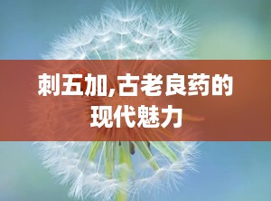 刺五加,古老良药的现代魅力