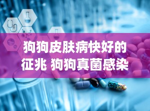 狗狗皮肤病快好的征兆 狗狗真菌感染好转迹象