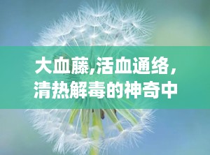 大血藤,活血通络，清热解毒的神奇中药