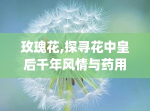 玫瑰花,探寻花中皇后千年风情与药用奥秘