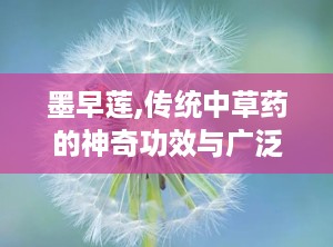 墨早莲,传统中草药的神奇功效与广泛应用