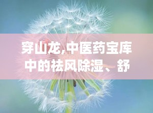 穿山龙,中医药宝库中的祛风除湿、舒筋通络良药