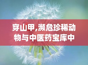 穿山甲,濒危珍稀动物与中医药宝库中的瑰宝