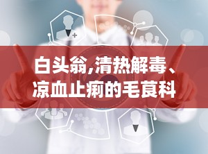 白头翁,清热解毒、凉血止痢的毛茛科草本植物