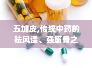五加皮,传统中药的祛风湿、强筋骨之宝
