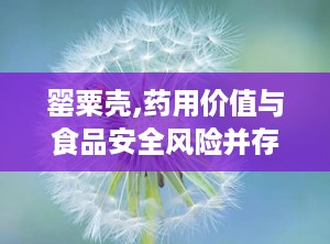 罂粟壳,药用价值与食品安全风险并存