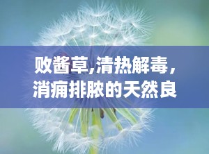 败酱草,清热解毒，消痈排脓的天然良药