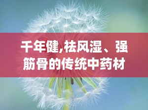 千年健,祛风湿、强筋骨的传统中药材