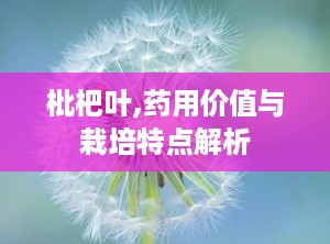枇杷叶,药用价值与栽培特点解析