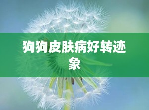 狗狗皮肤病好转迹象
