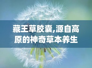 藏王草胶囊,源自高原的神奇草本养生秘方