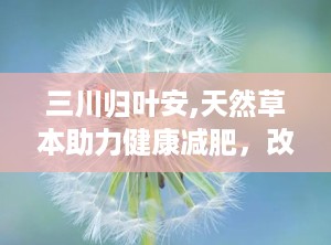三川归叶安,天然草本助力健康减肥，改善肠胃功能
