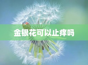 金银花可以止痒吗
